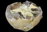 Yellow Calcite Filled Septarian Nodule Half - Utah #127996-1